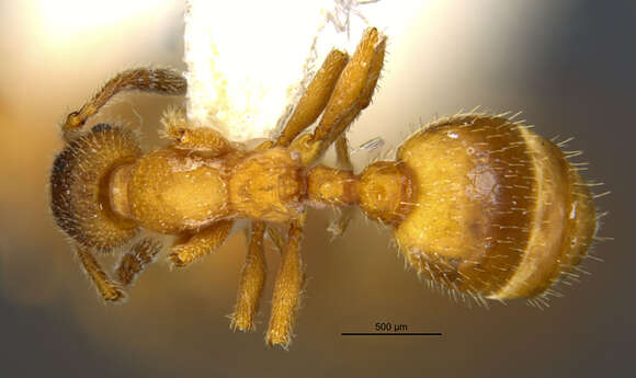 Image of Ant