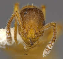 Image of Ant