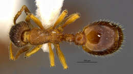 Image of Ant