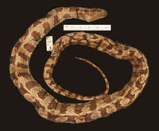 Image of Brown Water Snake