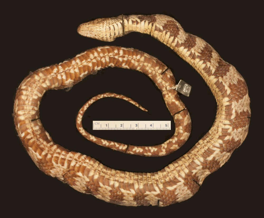 Image of Brown Water Snake