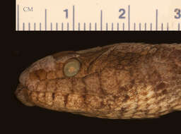 Image of Brown Water Snake