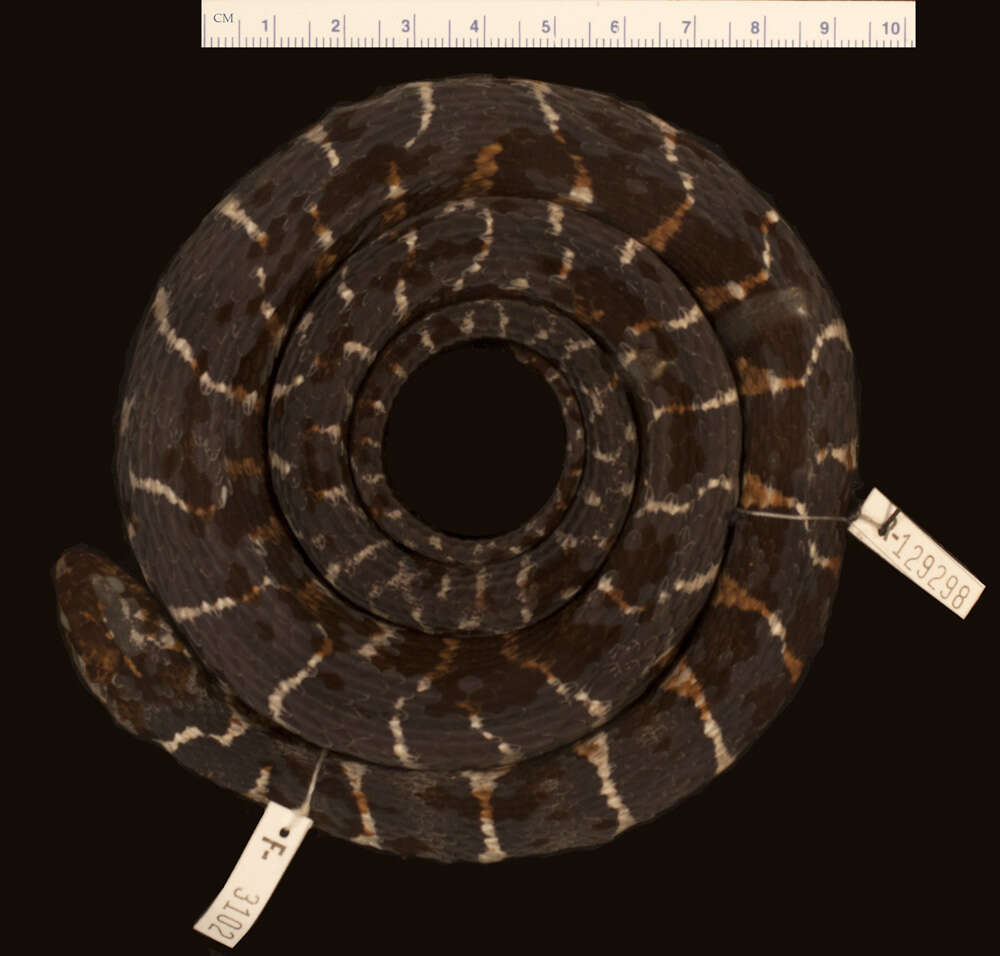 Image of Nerodia sipedon williamengelsi (Conant & Lazell 1973)