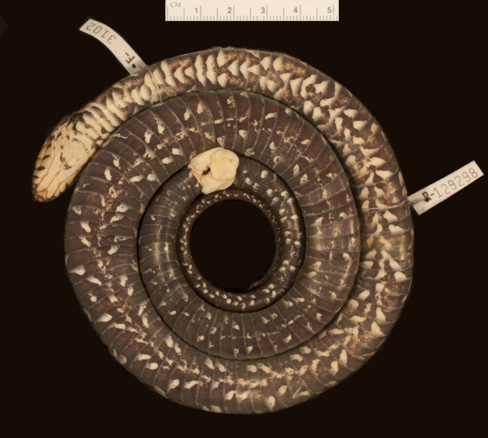 Image of Nerodia sipedon williamengelsi (Conant & Lazell 1973)