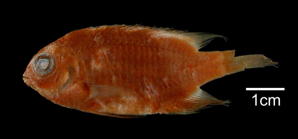 Image of Bicolor Damselfish