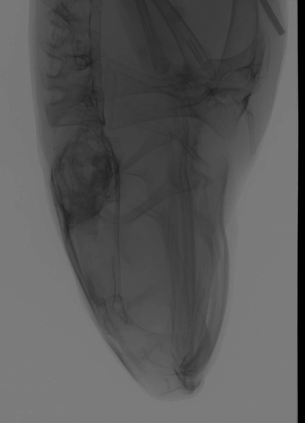 Plancia ëd Arthroleptis perreti Blackburn, Gonwouo, Ernst & Rödel 2009