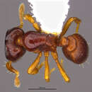 Image of <i>Octostruma limbifrons</i>