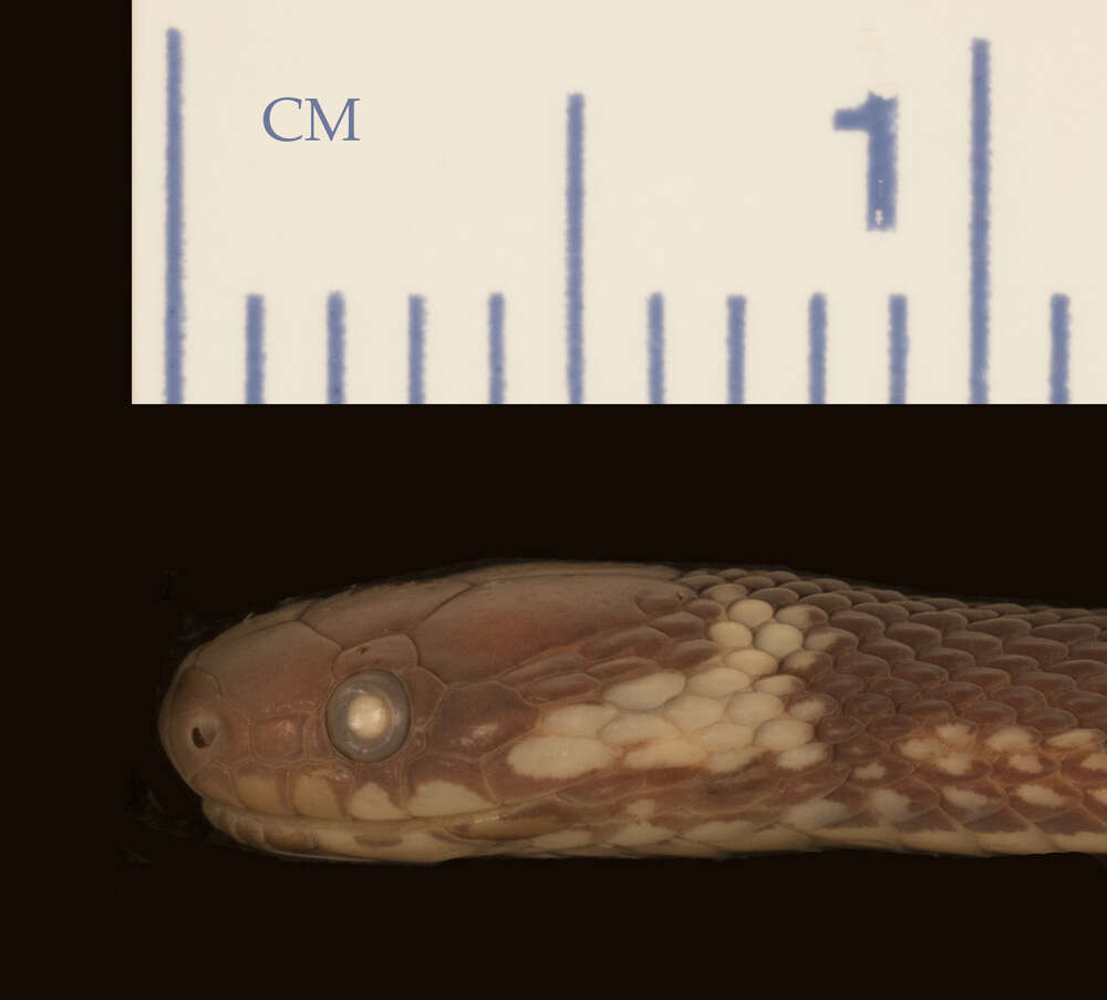 Image of Ringneck Coffee Snake