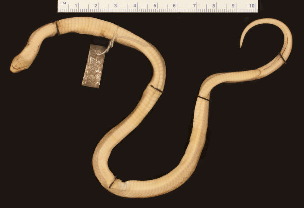Image of Formosa Kukri Snake