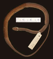 Image of Ringneck Coffee Snake