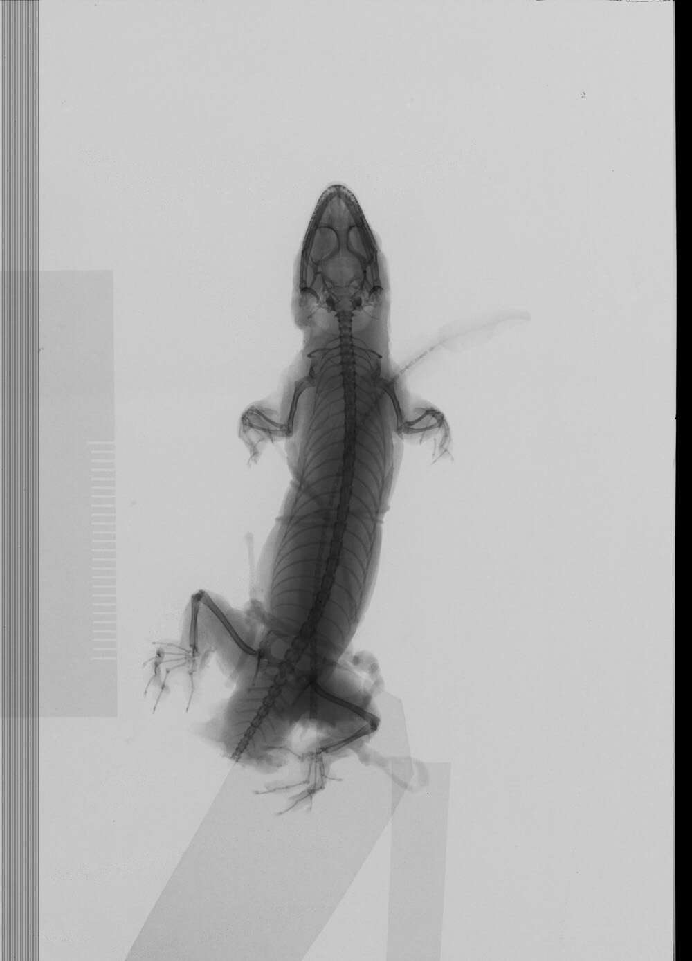 Image of Trachylepis varia (Peters 1867)