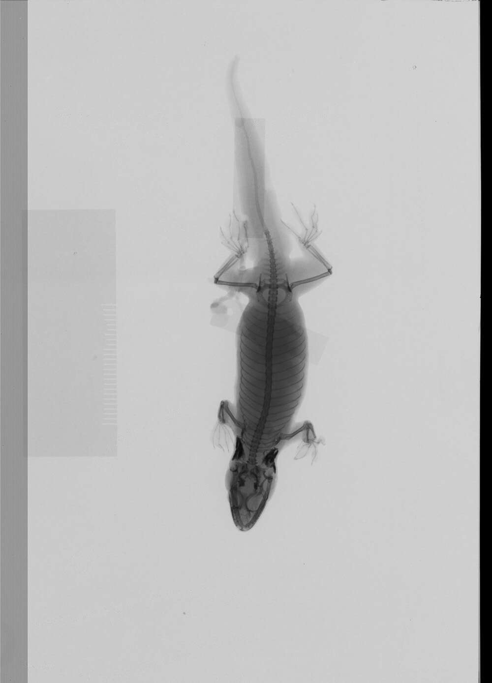 Image of Flat-tailed House Gecko