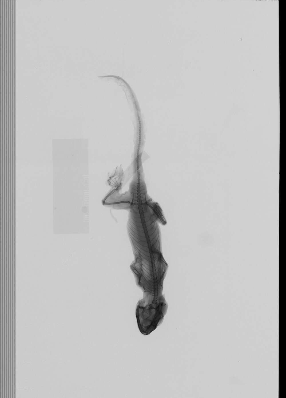 Sivun Ptychozoon Kuhl & Van Hasselt 1822 kuva