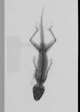 Image of Vipers