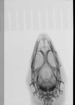 صورة Sphaerodactylus docimus Schwartz & Garrido 1985