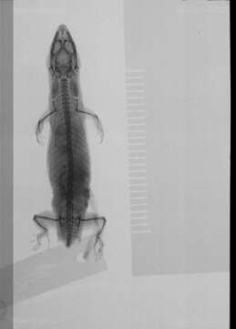 Image of Sphaerodactylus clenchi clenchi Shreve 1968