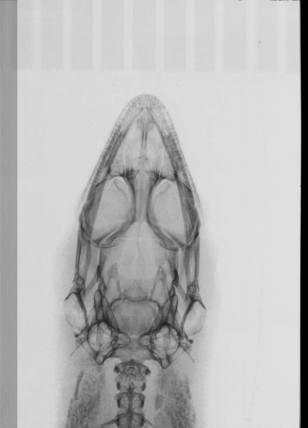 Image of Sphaerodactylus clenchi clenchi Shreve 1968
