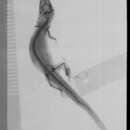 Imagem de Sphaerodactylus altavelensis altavelensis Noble And Hassler 1933