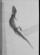 Слика од Sphaerodactylus altavelensis altavelensis Noble And Hassler 1933