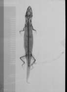 Слика од Sphaerodactylus altavelensis altavelensis Noble And Hassler 1933