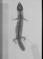 Image of Sphaerodactylus clenchi clenchi Shreve 1968