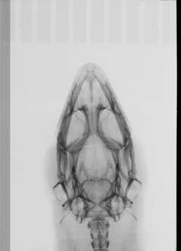 Image of Sphaerodactylus clenchi clenchi Shreve 1968