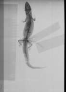 Image of Sphaerodactylus difficilis lycauges Schwartz 1983