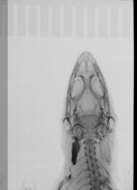 Image of Sphaerodactylus difficilis lycauges Schwartz 1983