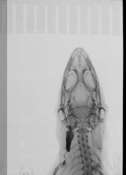 Image of Sphaerodactylus difficilis lycauges Schwartz 1983