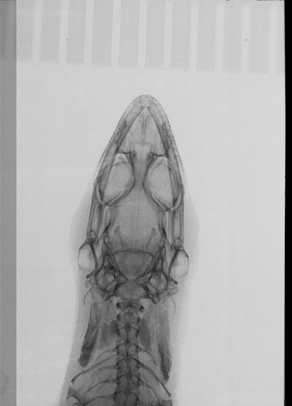 Image of Sphaerodactylus difficilis lycauges Schwartz 1983