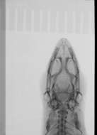 Image of Sphaerodactylus difficilis lycauges Schwartz 1983