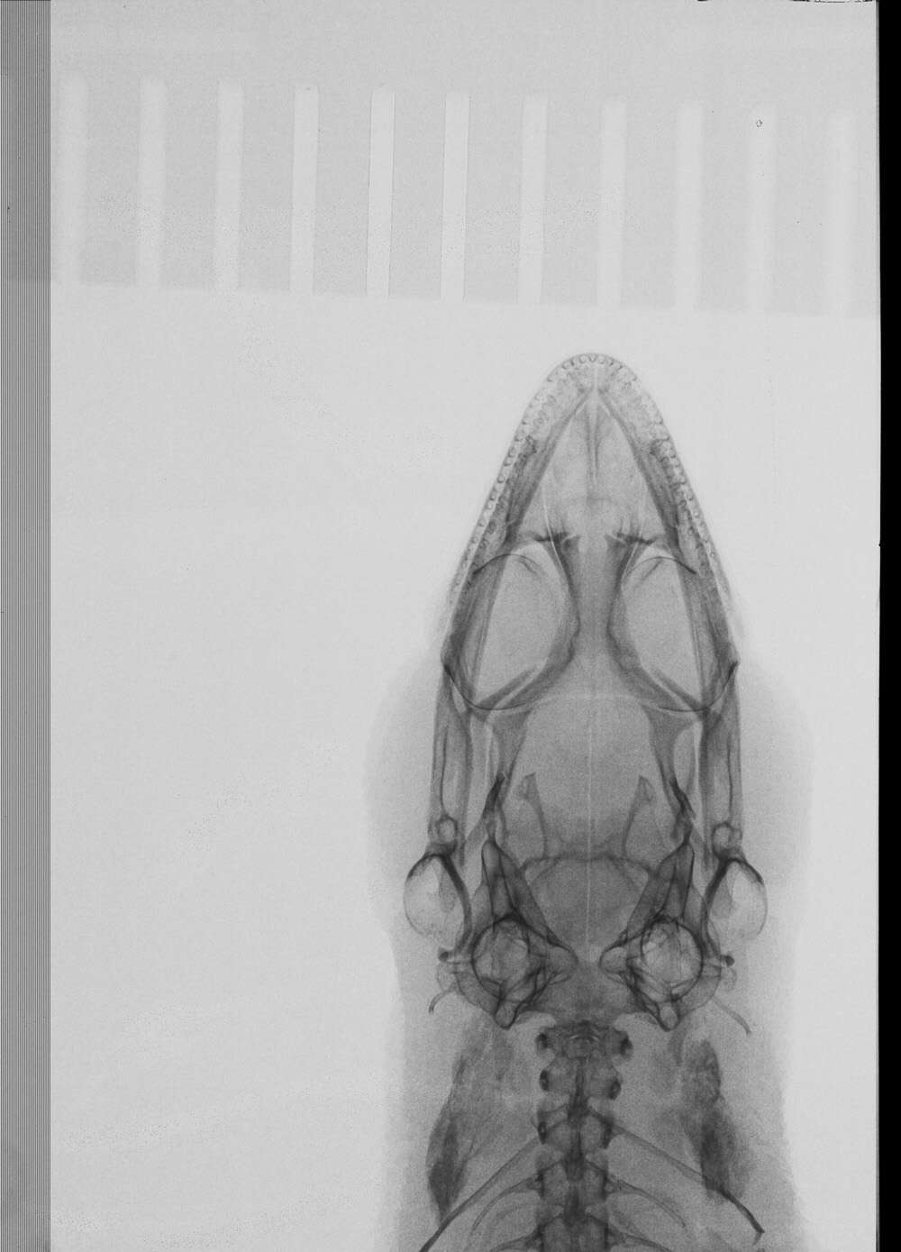 Image of Sphaerodactylus difficilis lycauges Schwartz 1983