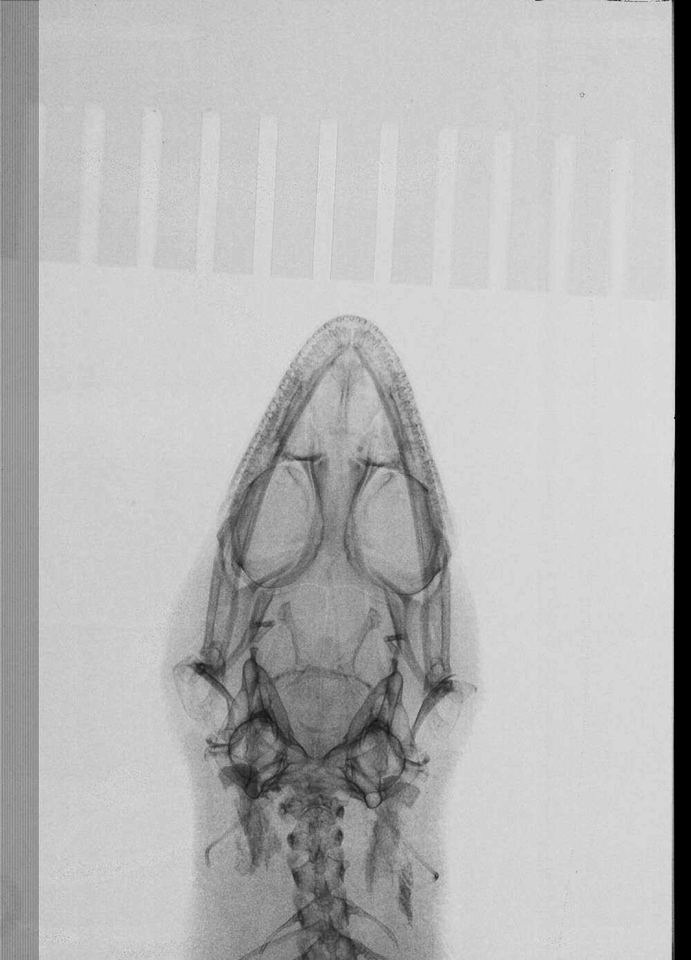 Image of Sphaerodactylus difficilis lycauges Schwartz 1983