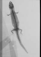 Image of Sphaerodactylus beattyi seamani Thomas & Schwartz 1966