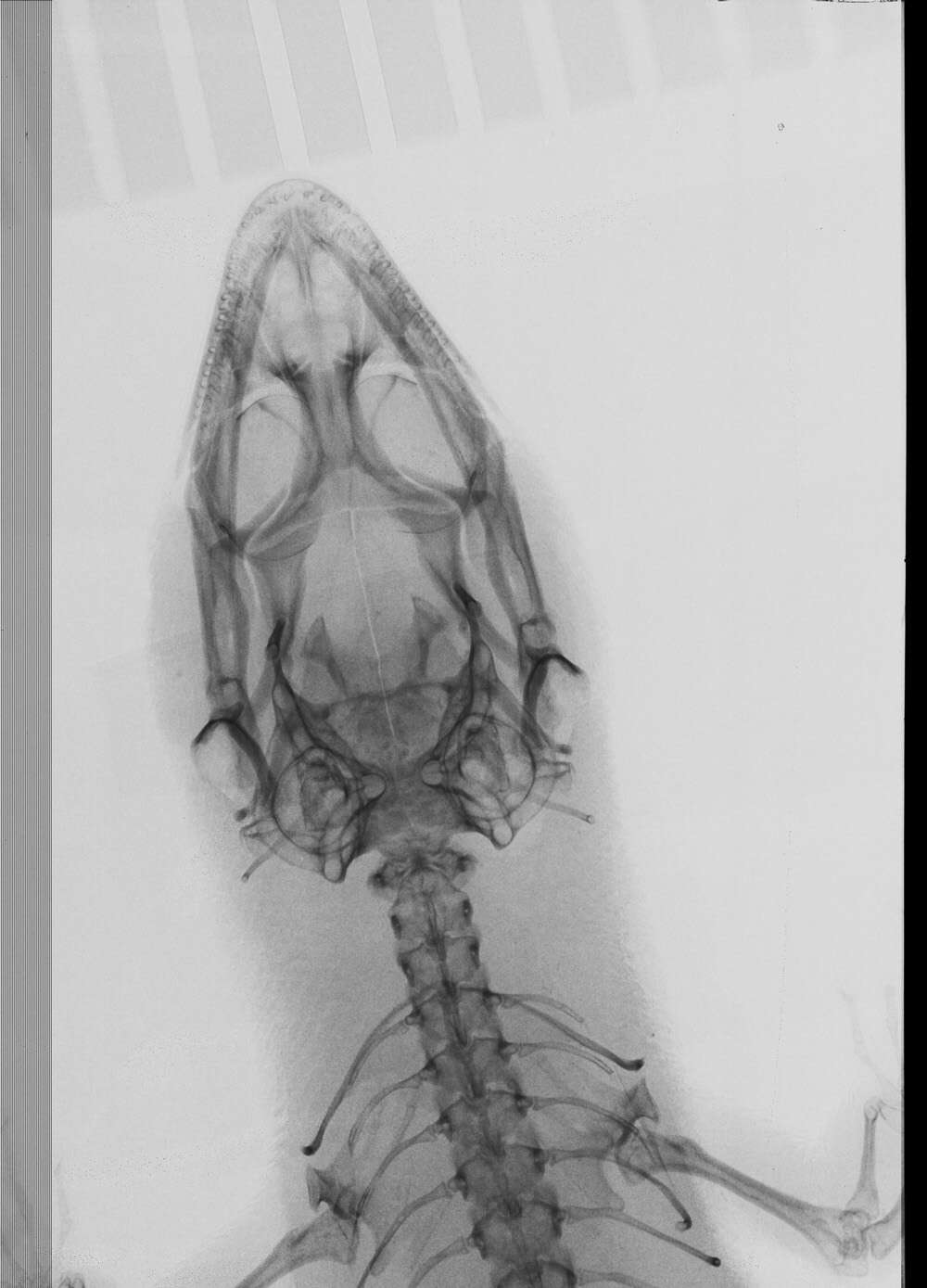 Image of Sphaerodactylus beattyi seamani Thomas & Schwartz 1966