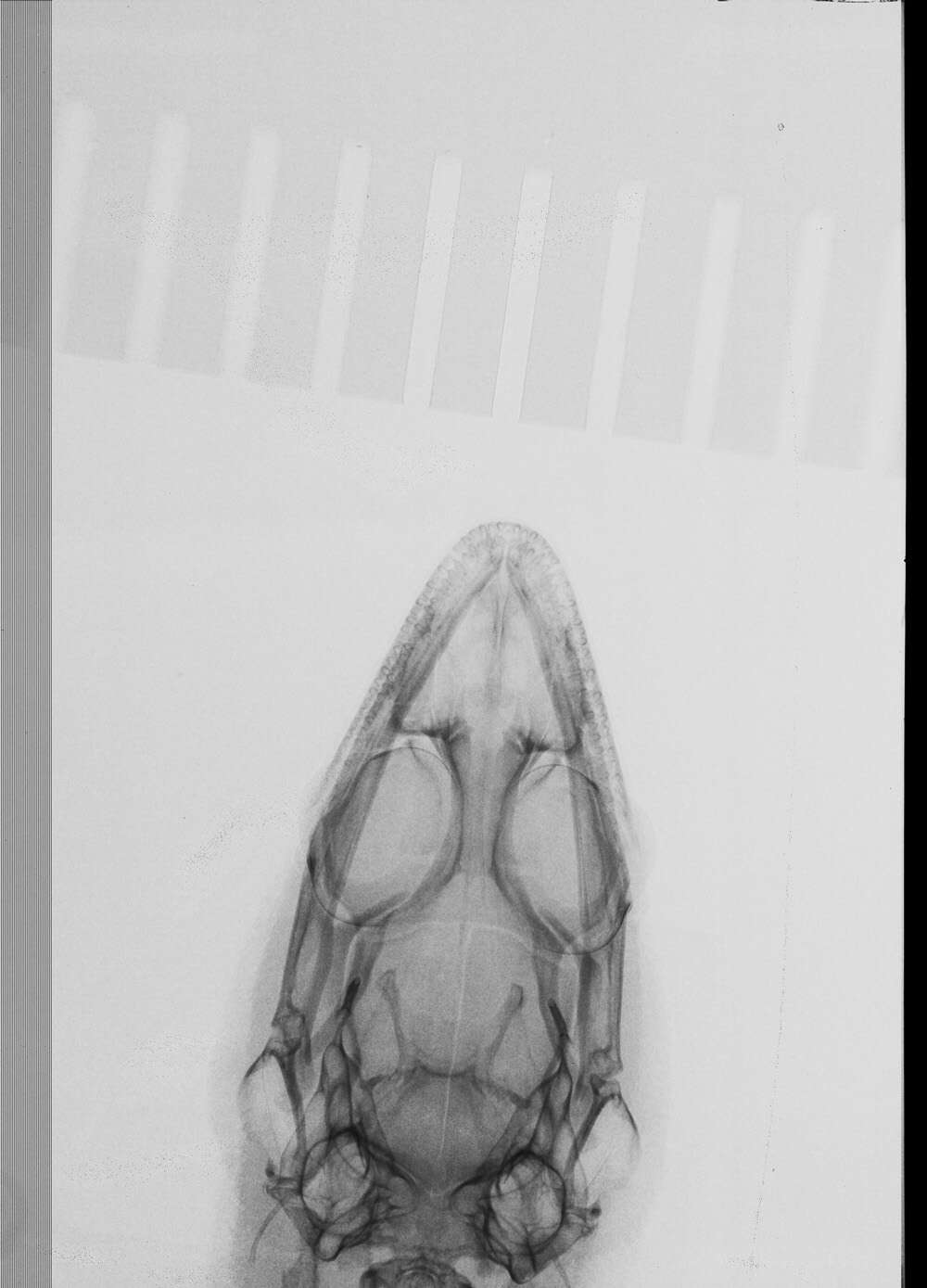 Image of Sphaerodactylus clenchi apocoptus Schwartz 1983