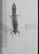 Image of Sphaerodactylus clenchi apocoptus Schwartz 1983