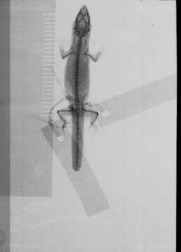 Image of Sphaerodactylus difficilis peratus Schwartz 1983