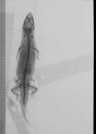 Image of Sphaerodactylus difficilis anthracomus Schwartz 1983