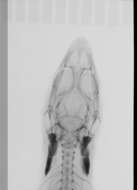 Image of Sphaerodactylus difficilis anthracomus Schwartz 1983