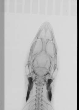 Image of Sphaerodactylus difficilis anthracomus Schwartz 1983