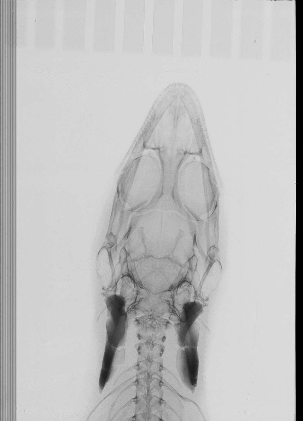 Image of Sphaerodactylus difficilis anthracomus Schwartz 1983