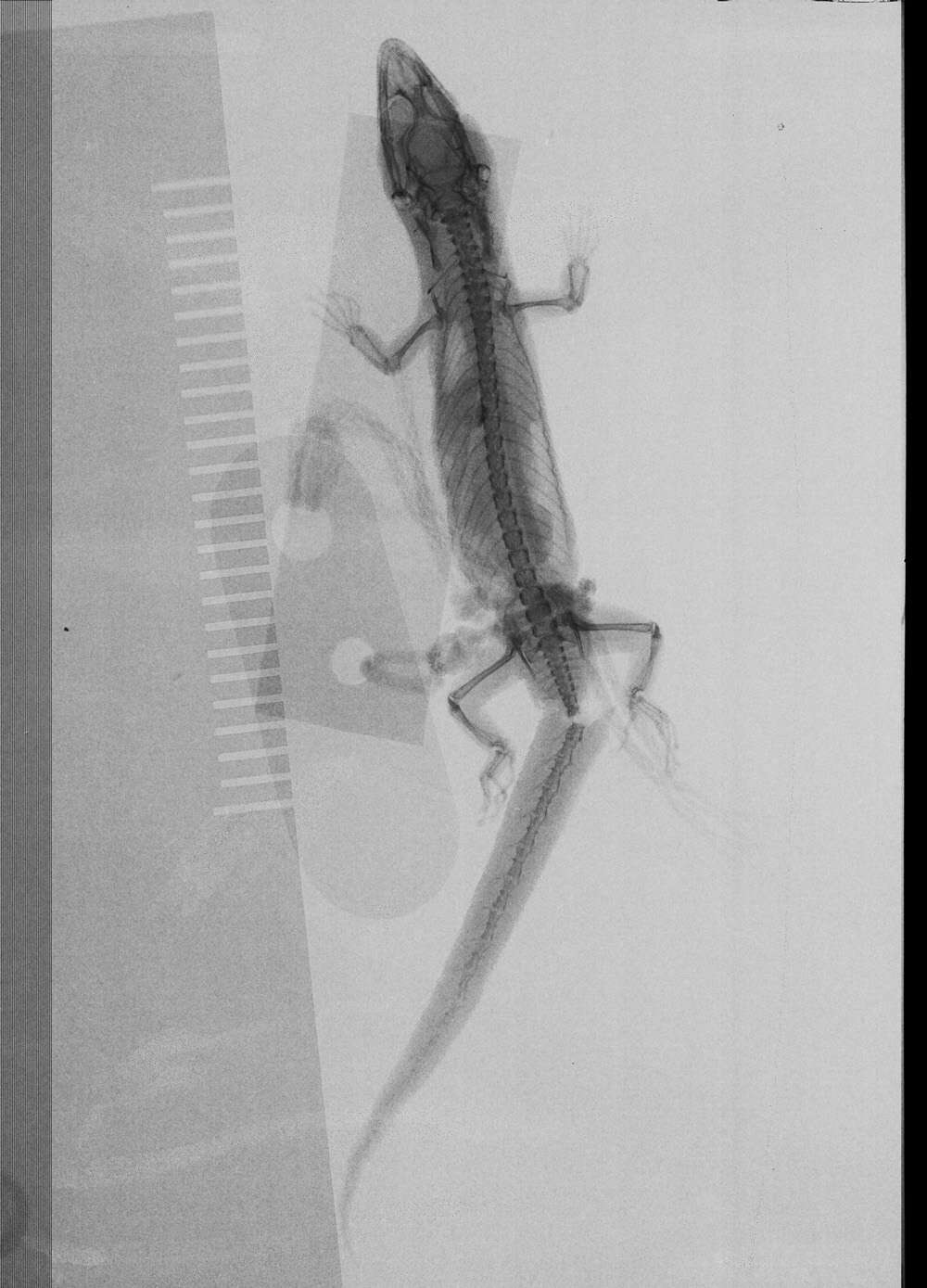 Image of Sphaerodactylus difficilis anthracomus Schwartz 1983