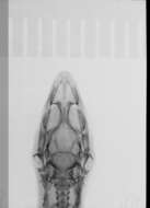 Image of Sphaerodactylus difficilis anthracomus Schwartz 1983