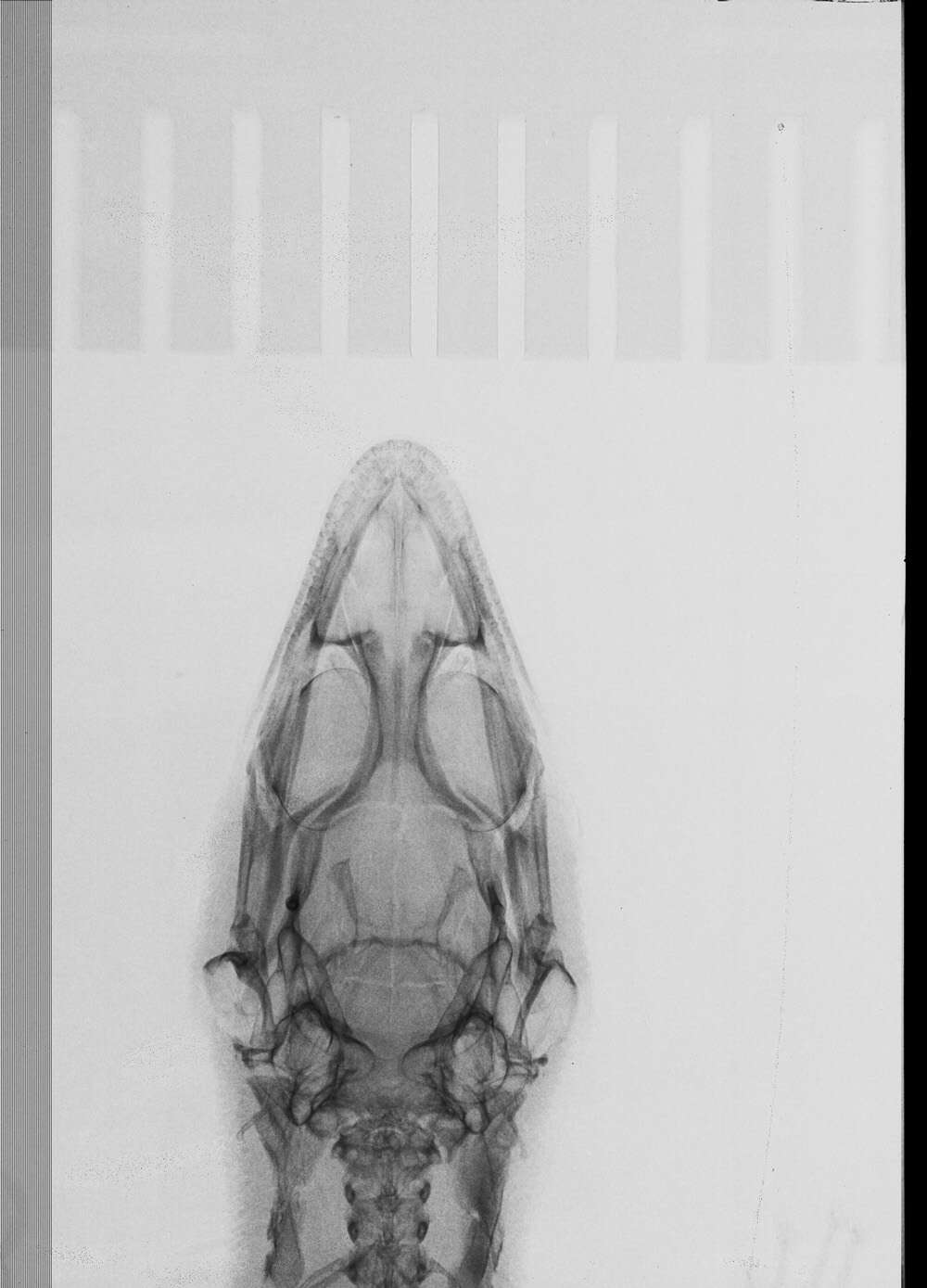 Image of Sphaerodactylus difficilis anthracomus Schwartz 1983