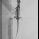 Image of Sphaerodactylus difficilis euopter Schwartz 1983