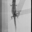 Image of Sphaerodactylus altavelensis lucioi Thomas & Schwartz 1983