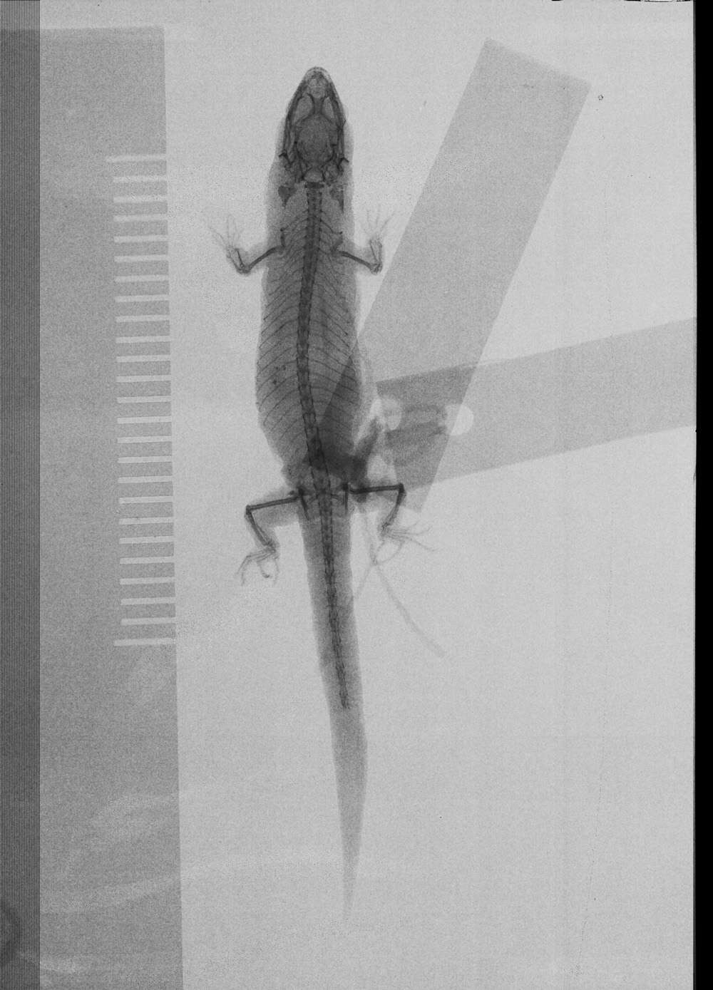 Image of Sphaerodactylus altavelensis lucioi Thomas & Schwartz 1983