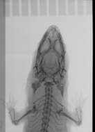 Image of Sphaerodactylus altavelensis lucioi Thomas & Schwartz 1983