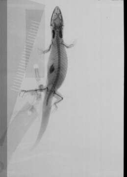 Image of Sphaerodactylus difficilis difficilis Barbour 1914